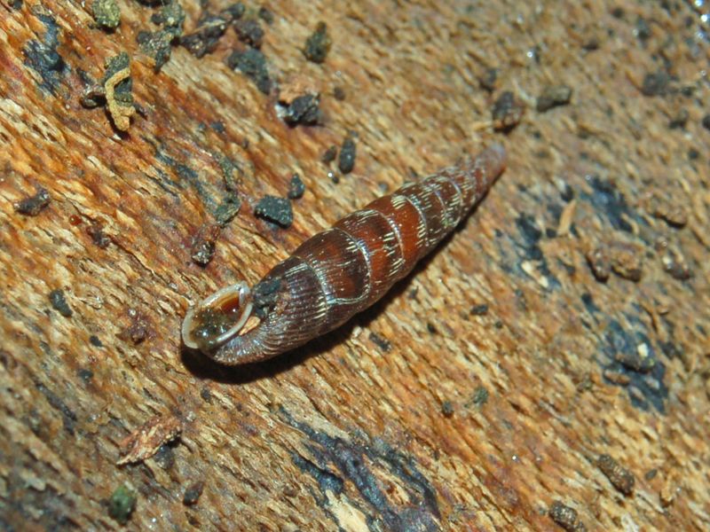 Clausilia bidentata crenulata sotto una corteccia